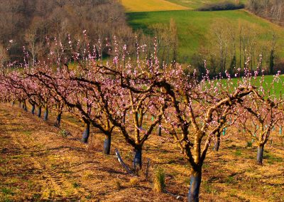 Puycornet | Arbres fruitiers